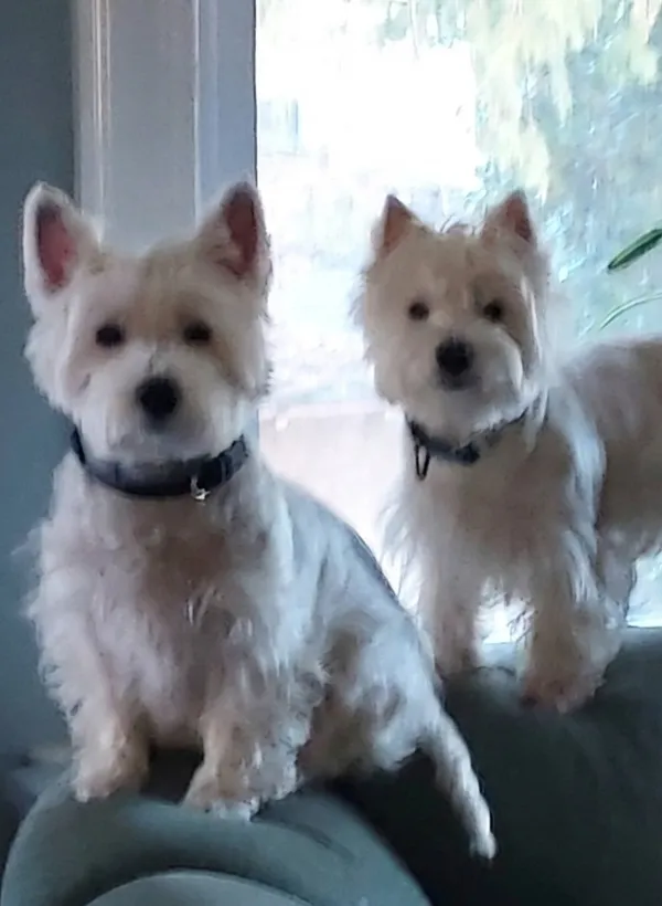 Nancy's dogs relaxing at 48 Vauxhall